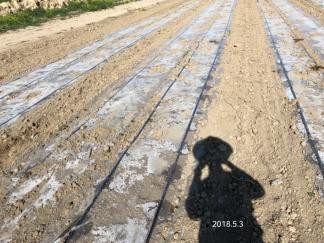 Cotton drip irrigation project in Uzbekistan (2)
