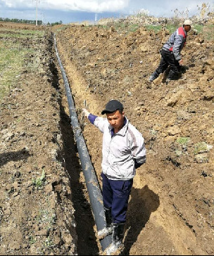 Cotton drip irrigation project in Uzbekistan (3)