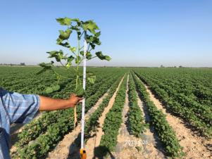 Cotton drip irrigation project in Uzbekistan (4)
