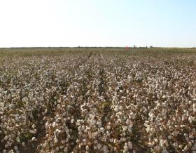 Cotton drip irrigation project in Uzbekistan (5)