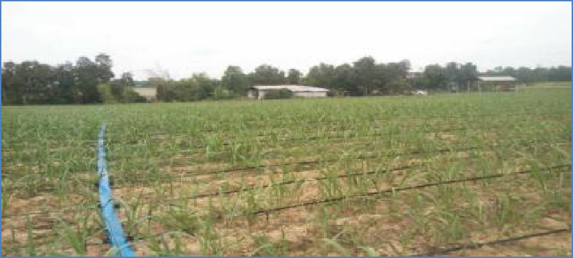 Drip irrigation project for sugarcane planting in Thailand (4)