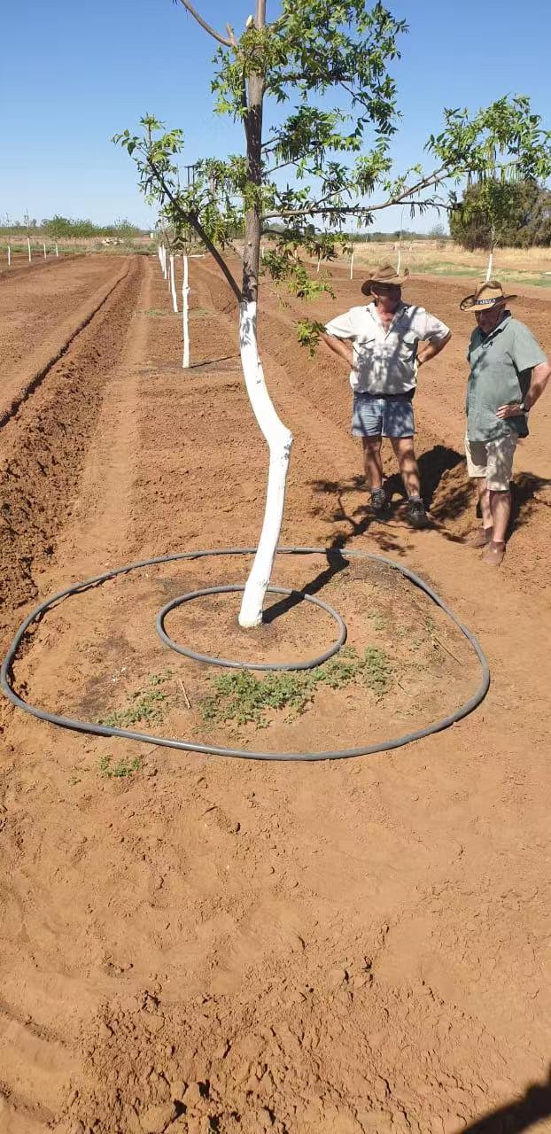 Irrigation project of walnut plantation in South Africa (2)